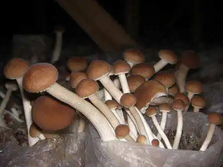 Agrocybe Cylindracea in All Types of Mushrooms