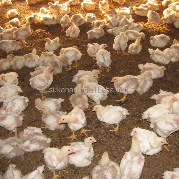 Benefit bacteria for pigs raising on fermentation bed