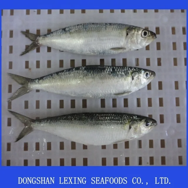 Good Quality Wholesale Frozen Sardine Fish