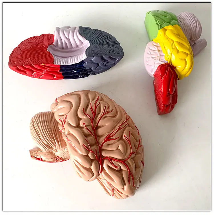 Human Brain model with functional region painted Colored Color brain anatomical model
