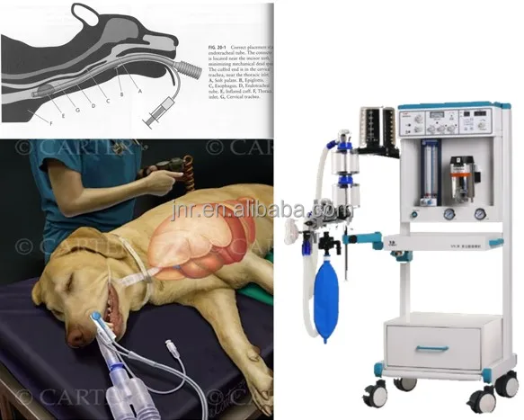 LED light anesthesia veterinary laryngoscope factory
