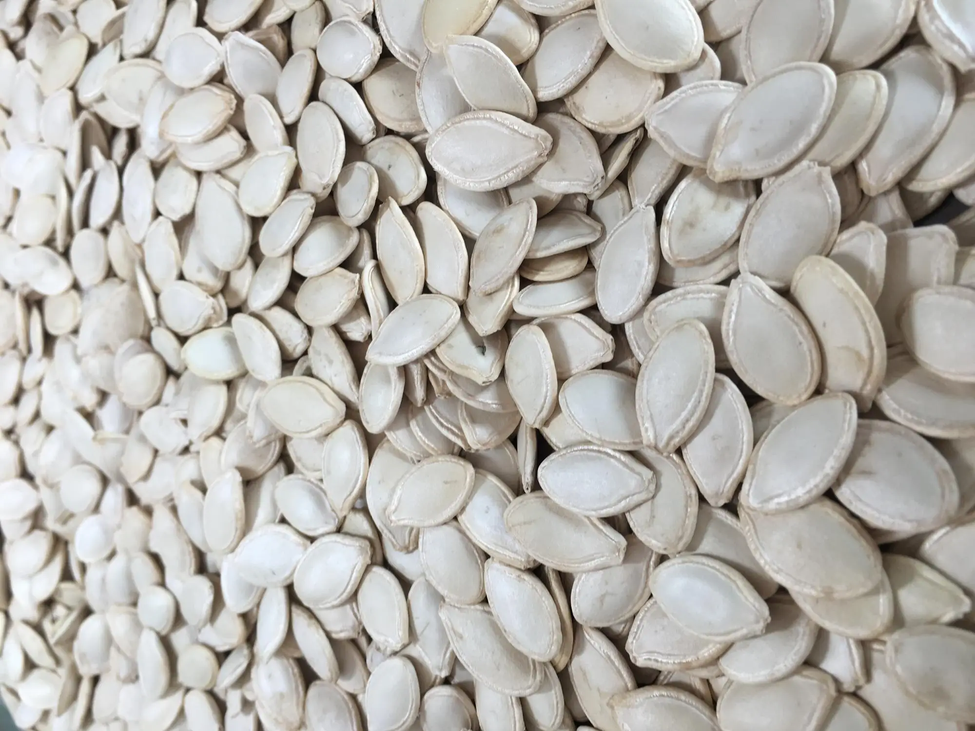 
Shine Skin ( lady nail ) Pumpkin Seeds cheap price 