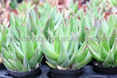 
Aloe vera small plant 