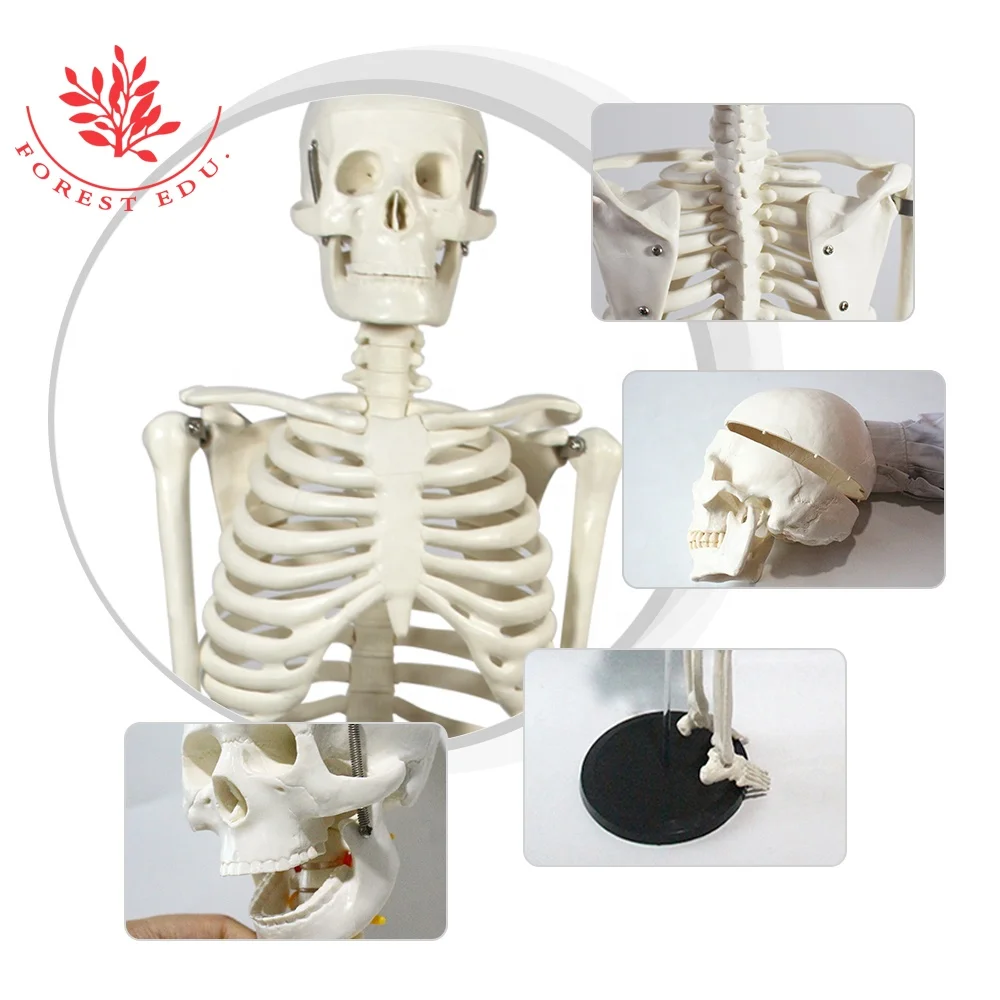 
Medical teaching model 85cm human anatomy skeleton 