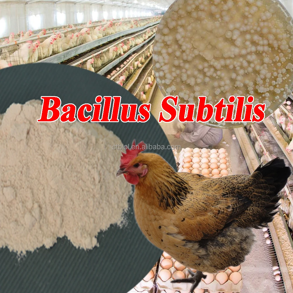 Suntybio Buy Bacillus Subtilis Bacteria