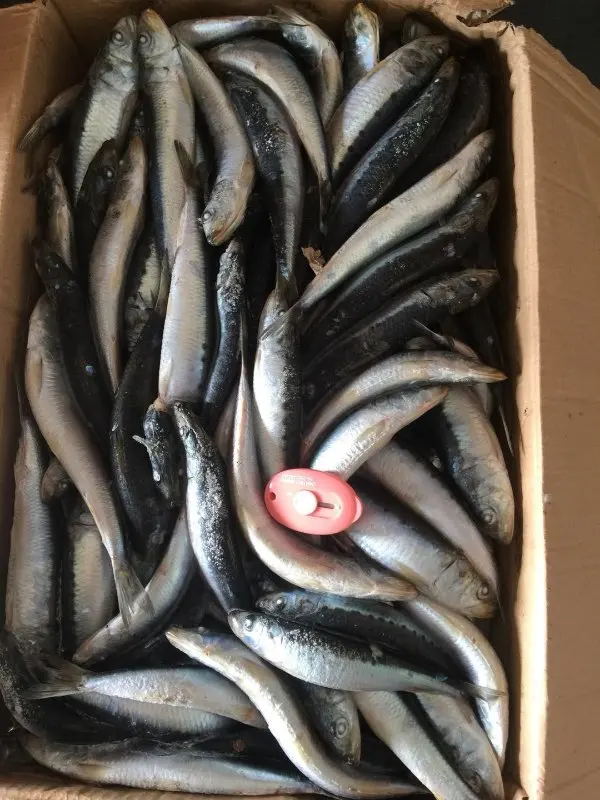 
2018 new arrive high quality with good price frozen sardine sardinella longiceps for canning and market 