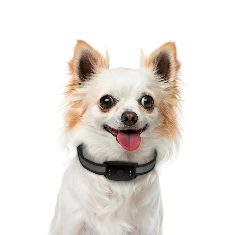 Brand Eview Locator EV-201 Real Time Dog GPS Tracking Device Collar With Custom Packing Box