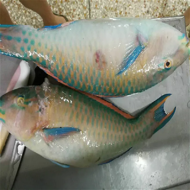 frozen parrot fish high quality for sale