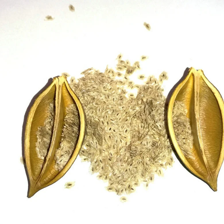 semillas de paulownia paulownia seeds for planting