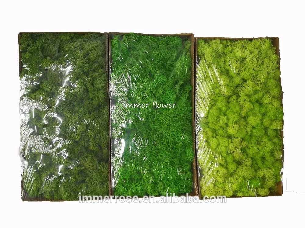 
Top quality Stabilized Moss Wholesale Preserved Moss From Kunming China 