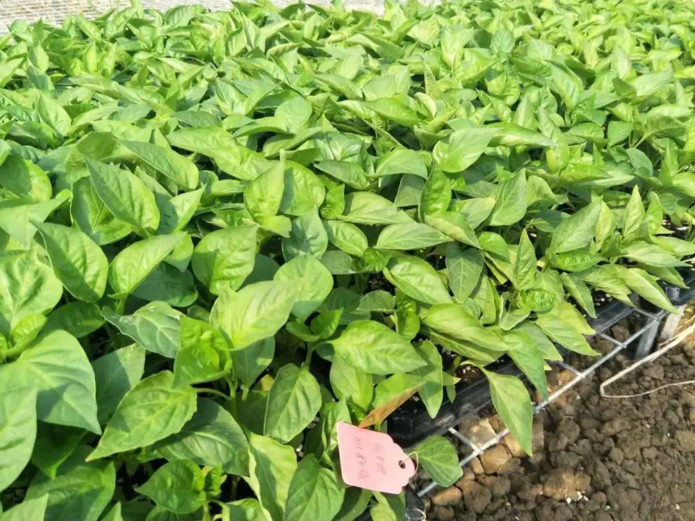 
Suntoday black beauty Bulb Eggfruit vegetable f1 hybrid Eggplant seeds 5gr/bag=1000seeds 