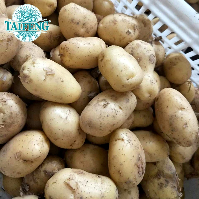 Big size fresh potatoes wholesale