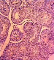 Animal Tissue Microscope Slide Set for Quality Teaching Research Zoology Histology Prepared Slides