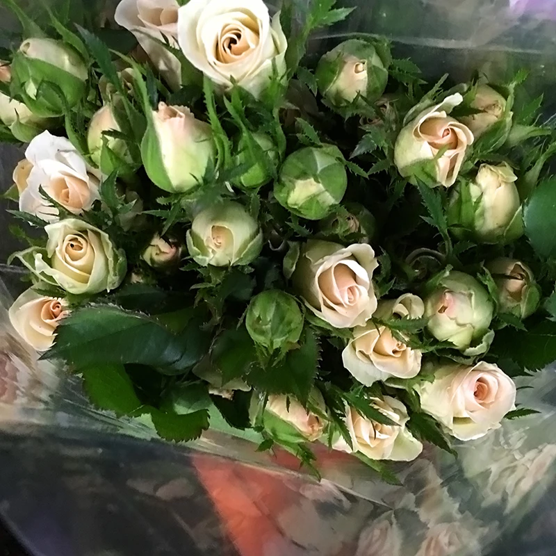 Wedding decoration spray champagne roses wholesale from Kunming, all kinds of flowers