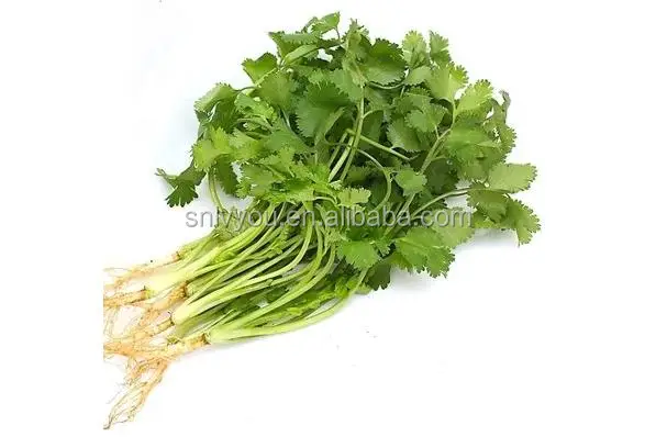 
China product coriander leaves powder dried parsley extract bulk 
