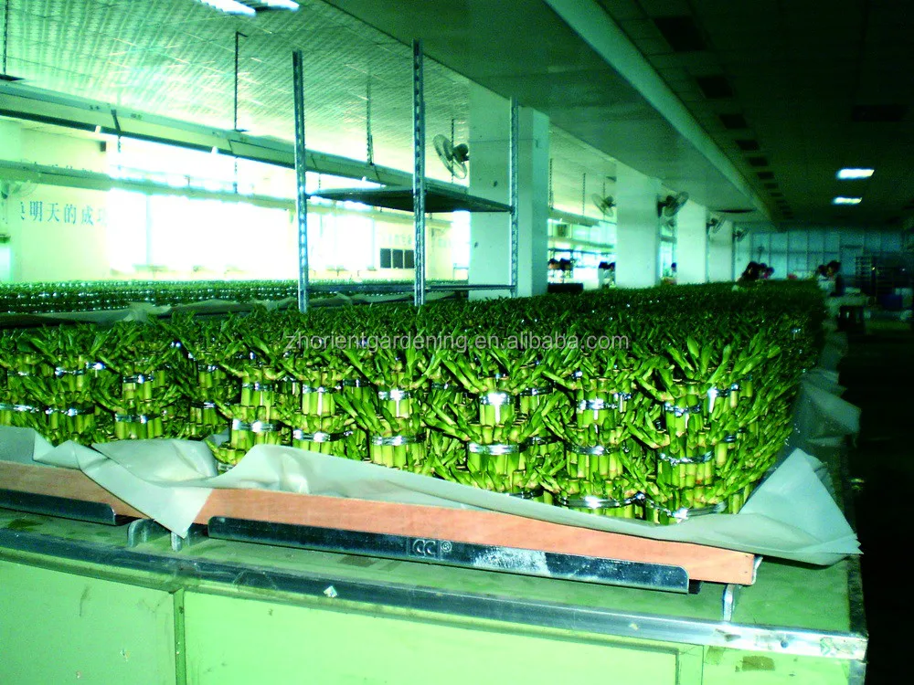 Многослойная башня, бамбуковое дерево бонсай на удачу, драцена, сандерия, декоративные водные растения в помещении, украшение для сада