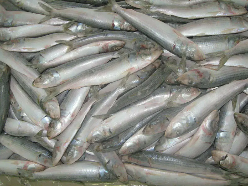 
Frozen Sardine Whole Round 