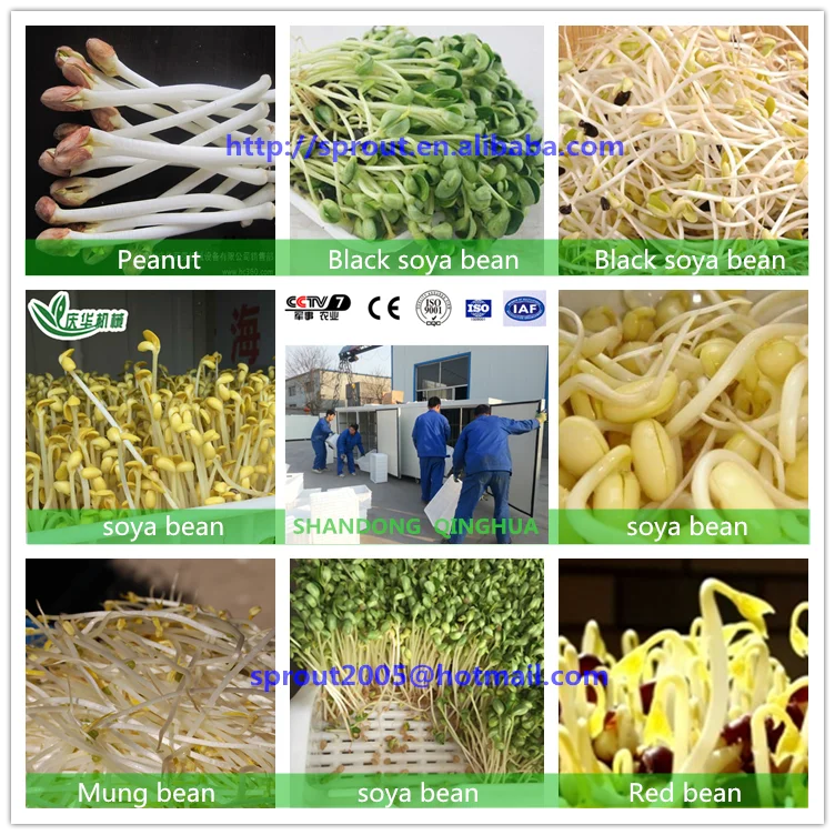 
Automatic Soya bean sprout growing machine Bean Sprout Machine Price 