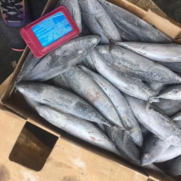 Frozen bonito tuna fish for canning with white meat quick selling