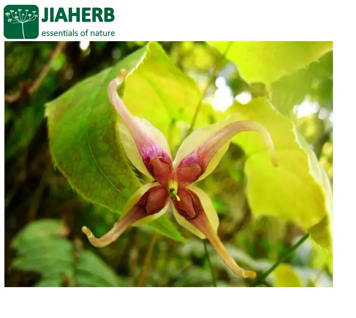 JIAHERB 18 Years 6 Factories Offer 100% Pure Natural Plant Extract Epimedium  Epimedium brevicornum Maxim	10% Icariin HPLCC