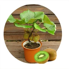 10pcs Kiwi fruit seeds,Potted plants,MIN tree Nutrition is rich, beautiful,Bonsai,Vegetable melon seeds