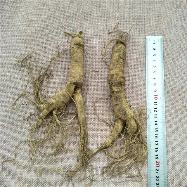 
Ren shen Chinese Natural crude ginseng Tonic Fresh Ginseng Root for sale 