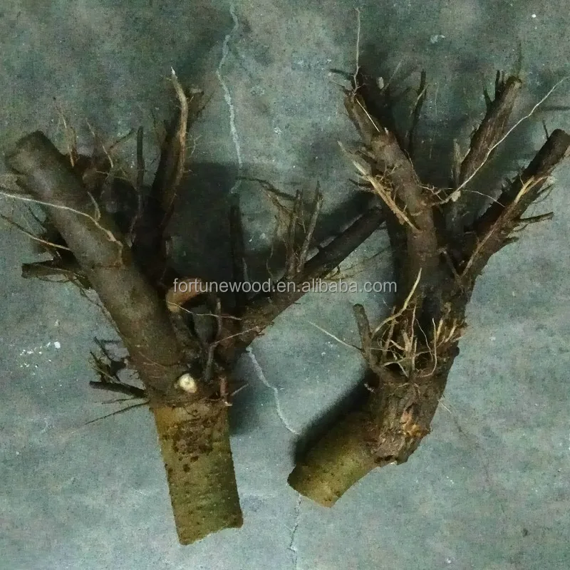 
China cold resistant princess tree root cutting and rootstock plants for timber 