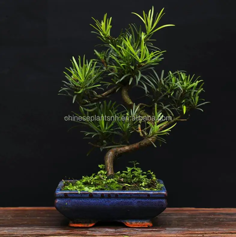 
PODOCARPUS Macrophyllus, мини бонсай 15 см, бонсай, деревья, живое растение, комнатное растение 