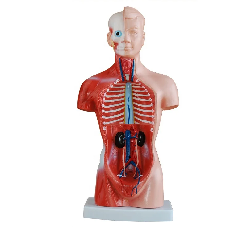 Human Anatomy Male Mini Torso Model 26cm(15parts),Human Body Model,Human Trunk Model