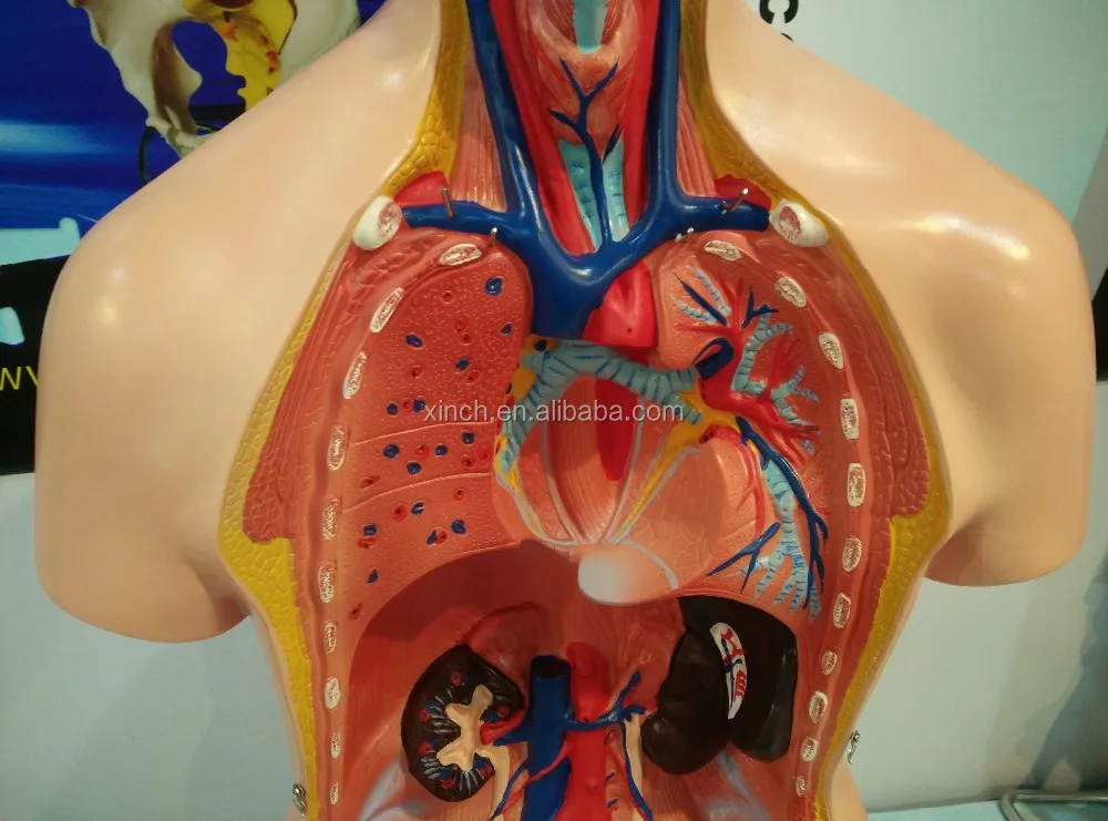 cheap science working model of human anatomy model