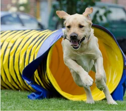 good quality air  duct dog tunnel, hot sell dog tunnel for training game