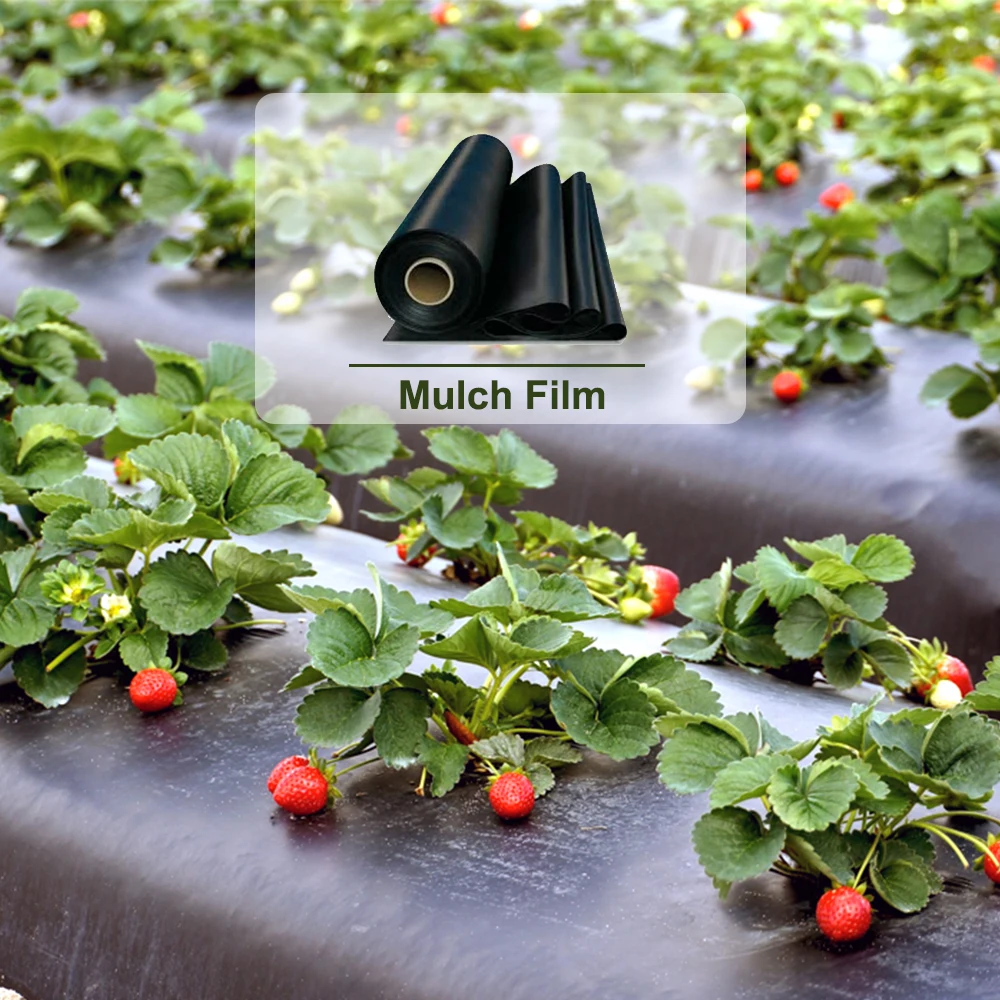
Perforated plastic mulch film use for vegetable planting  (60688437489)