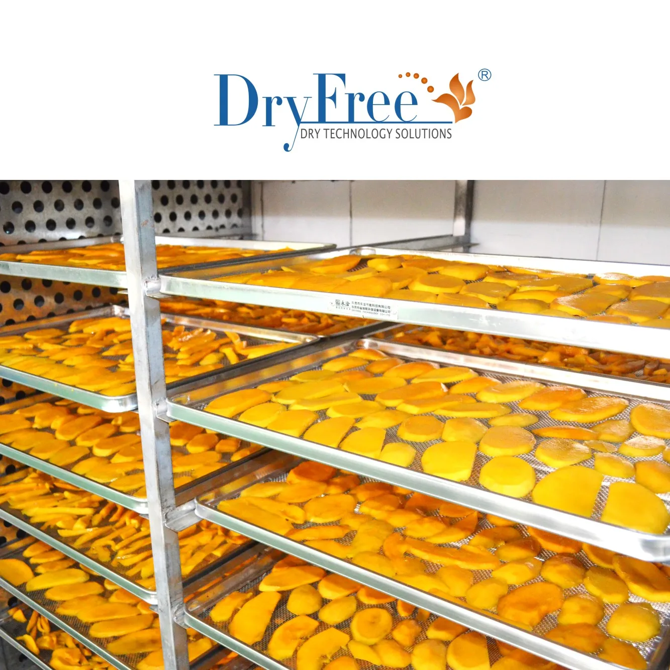 High Efficiency Electric Herb Heat Pump Dryer For best food dehydrator dried vegetable production line solar dry machine