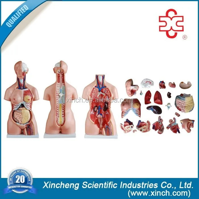 85 cm Human Body Anatomy Model For Medical And School Teaching