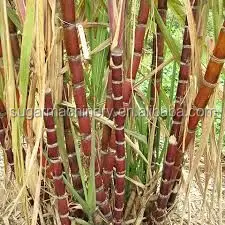 
economy complete mini sugar mill plant overseas enginneer can be provided 