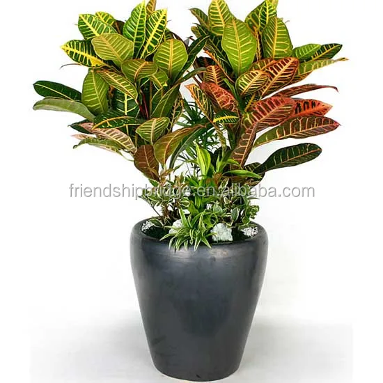 Codiaeum variegatum (L.) A. Juss variegated leaf croton plants