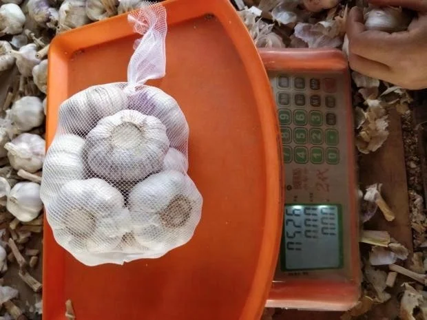 BEST FRESH NATURAL HOT SELLING GARLIC TO EXPORT