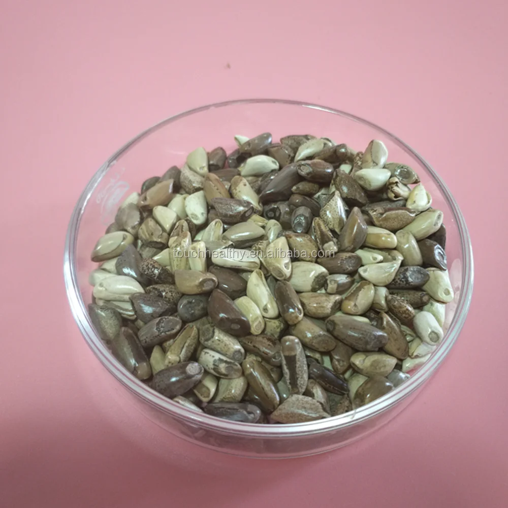 2021 mexicorn corn grass seed forage seed used to prepare for winter