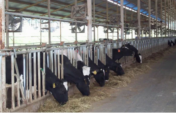 Лучший парниковых / корова сарай вытяжной вентилятор / вентиляция вентилятор в китае