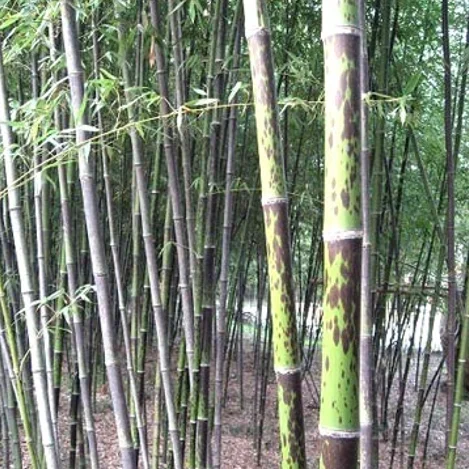 
S106 Ban zhu 200g per bag Hot Sale 100% Natural Plant Mottled Bamboo Seeds 