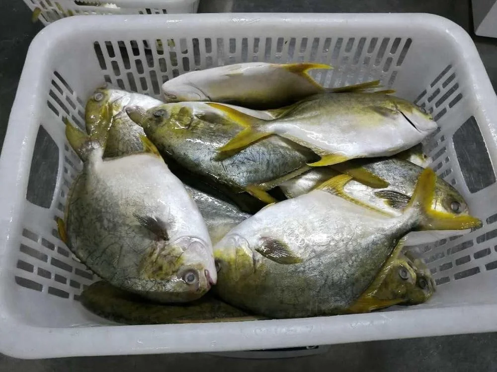 Good Sale Seafood Fish Frozen Golden Pomfret