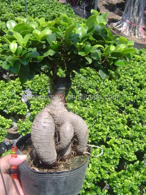 
 Женьшень фикус 250 г  