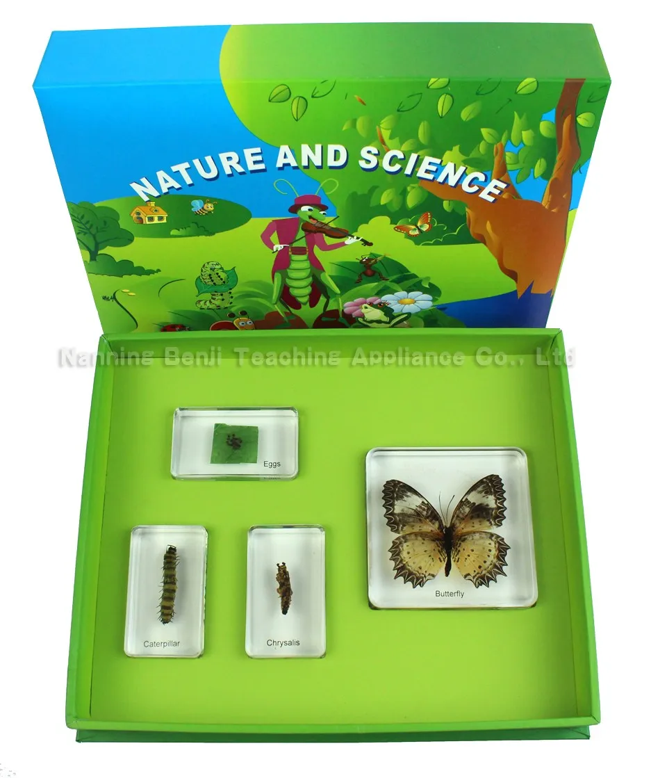 
Insect Collection Specimen of Honey Bee Life Cycle for Educational Toys Gift Customized 