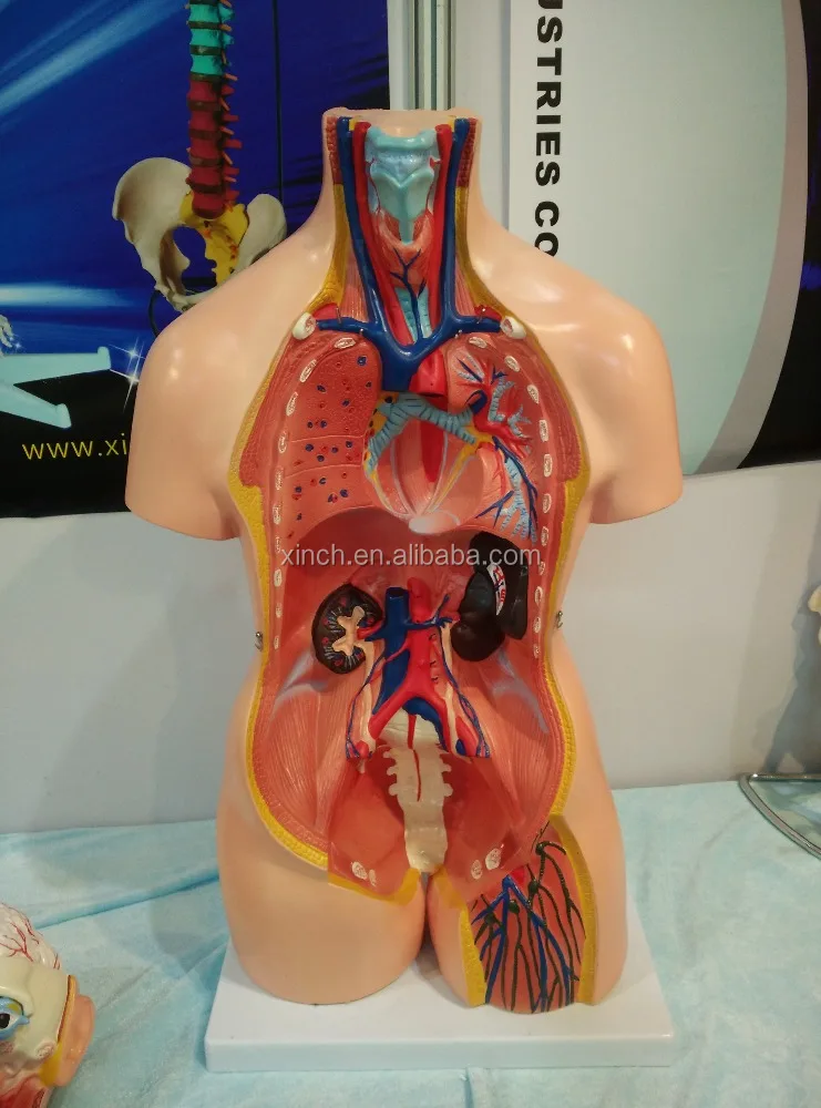 Medical Dummy of Human Anatomy Model