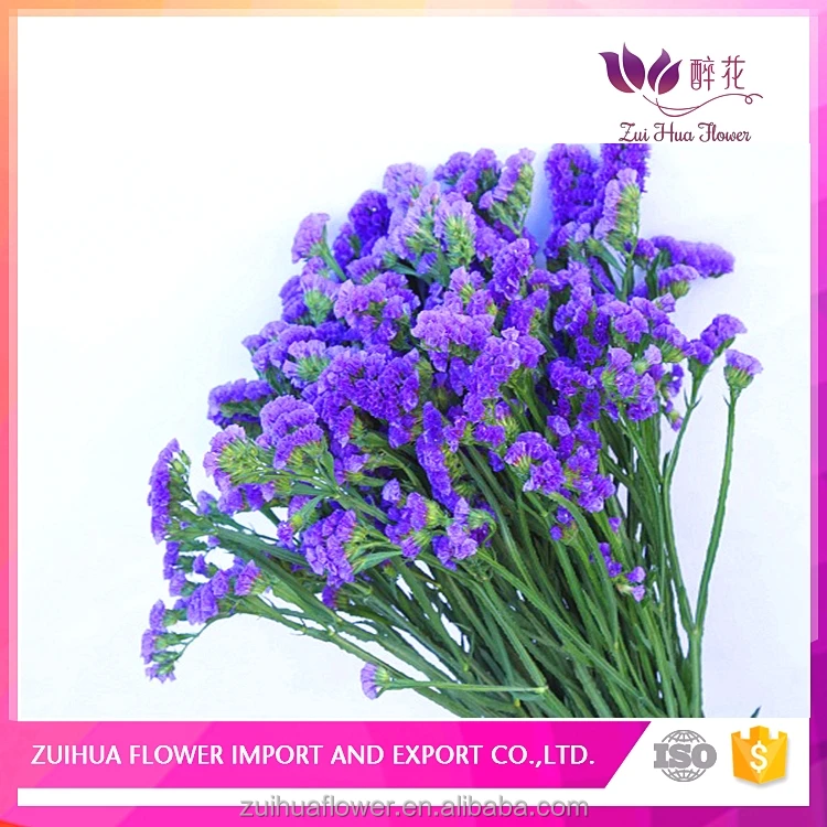 forget me not Fresh cut flower for floral Bouquet material