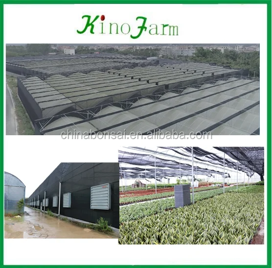 Бонсай Фикус микро карпа