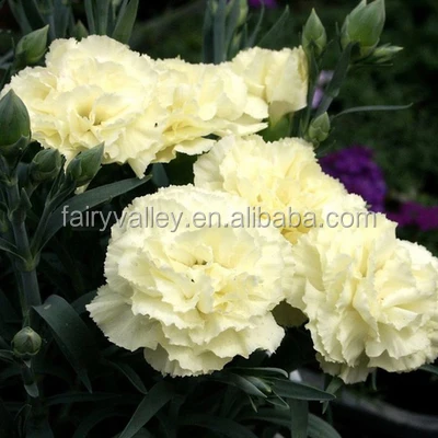 Beautiful Milk White Carnation Seeds Dianthus caryophyllus seeds for Sowing