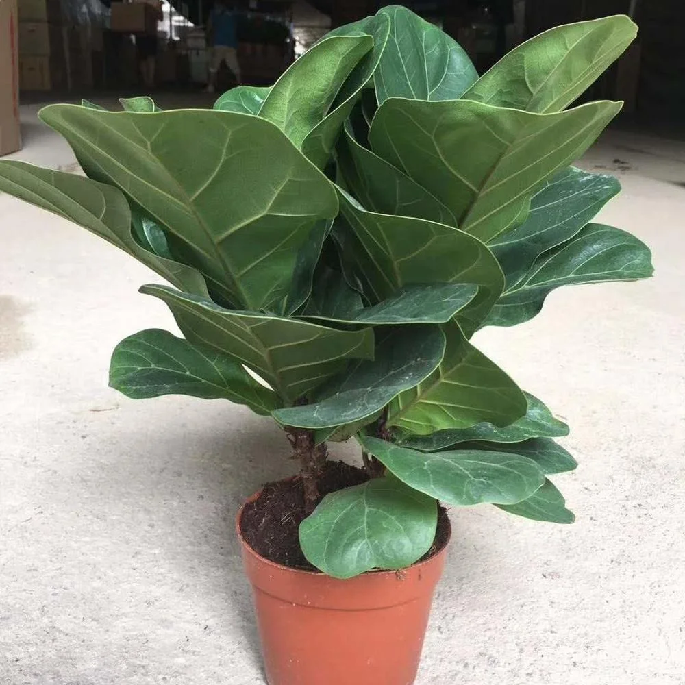 Natural Indoor Plant Ficus Pandurata Hance Office Home Decoration 140pot