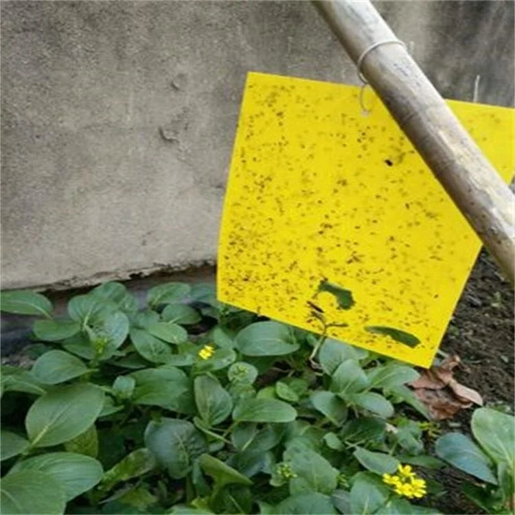 PP yellow sticky card Insect glue trap with two sided glues and releasing papers 20*25cm for agriculture pest control