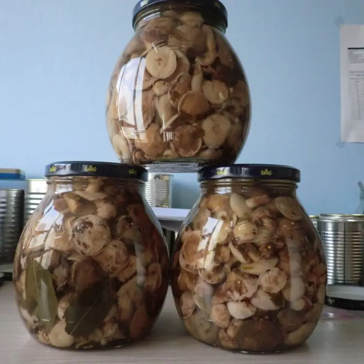 Top quality canned suillus granulatus mushroom in marinated